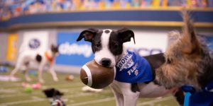 Puppy-Bowl-2020,