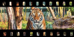 Tiger King Movie